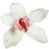 🌸