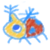 🪲