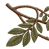 🌿