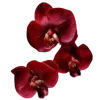 🌹