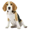 🐶