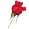 🌹