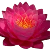 🌸