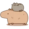 😺
