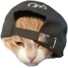 🐈