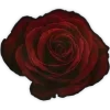 🌹