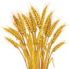 🌾