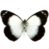 🦋
