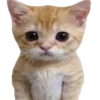 🐈