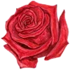 🌹