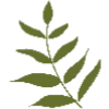 🌿