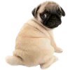 🐶