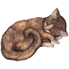 🐈