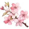 🌸