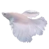 ⭐