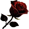 🌹