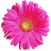 🌸