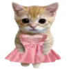 🐈