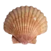 🐚
