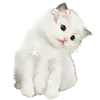 🐱