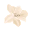 🌺