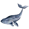 🐋