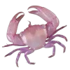 🦀
