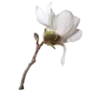 🌸