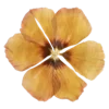 🌼