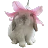 🐇