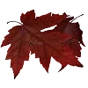 🍁