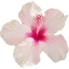 🌸