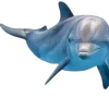 🐬