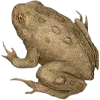 🐸