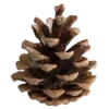 🌲