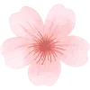 🌸