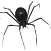 🕷