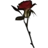 🌹