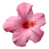🌸