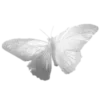 🦋