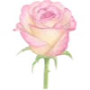 🌹