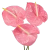 🌸