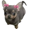 🐶