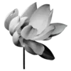 🌸
