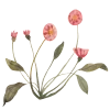 🌺