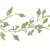 🌿