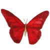 🦋