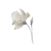 🌷
