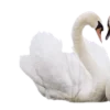 🦢