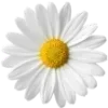 🌸